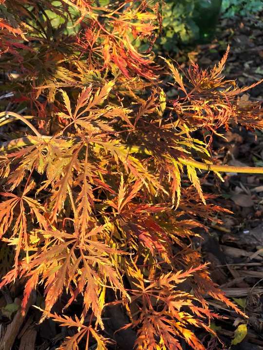 Japán juhar  | Acer palmatum ssp.